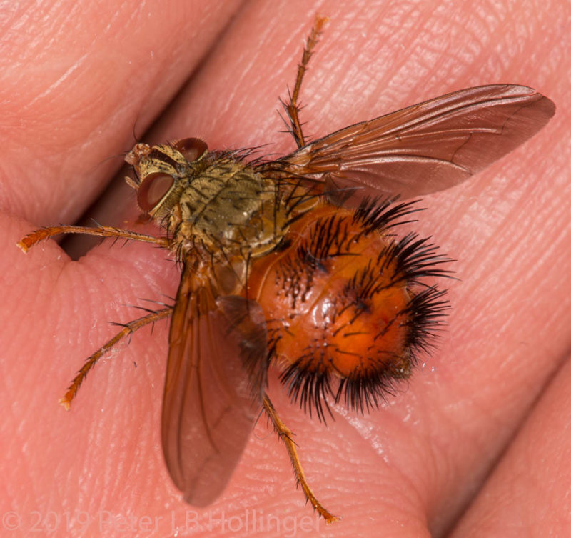 Tomato Bristle Fly (Hystricia abrupta)