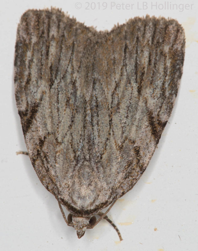 Three-lined Balsa Moth (Balsa tristrigella)