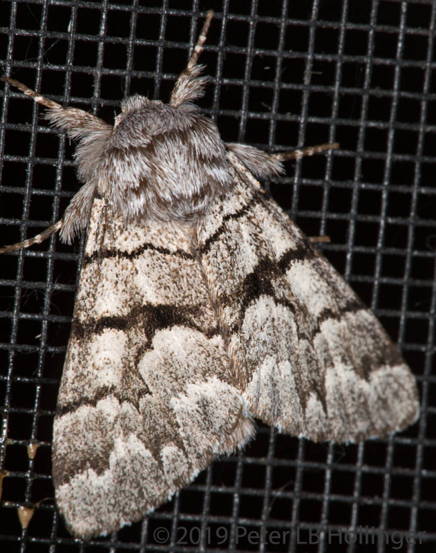 Eastern Panthea Moth (Panthea furcilla)
