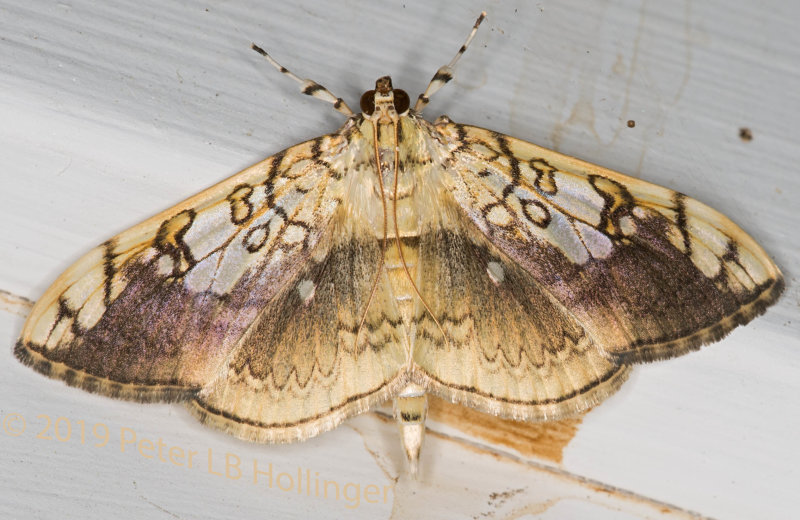 Basswood Leafroller Moth (Pantographa limata)