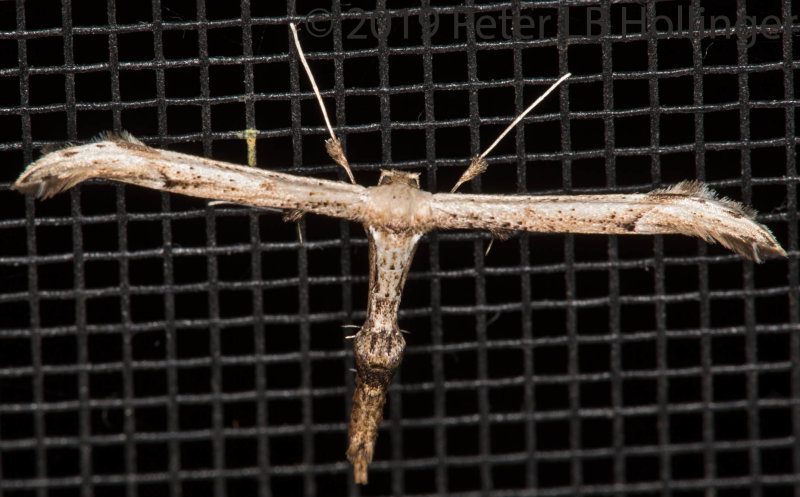 Plume Moth (Tribe Platyptiliini)