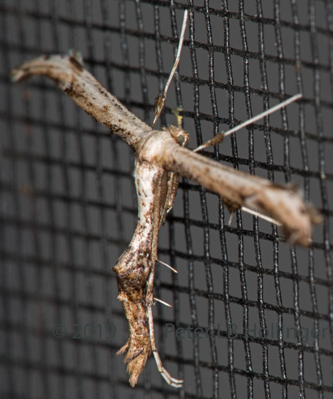 Plume Moth (Tribe Platyptiliini)