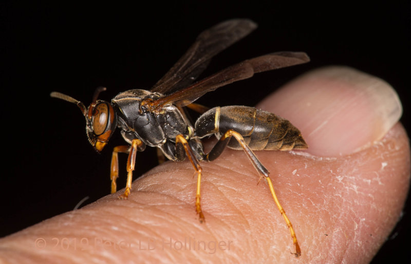 Northern paper wasp (Polistes fuscatus)