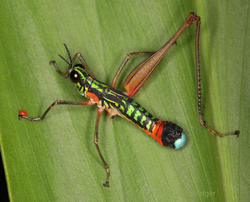 Paramastax grasshopper with mites