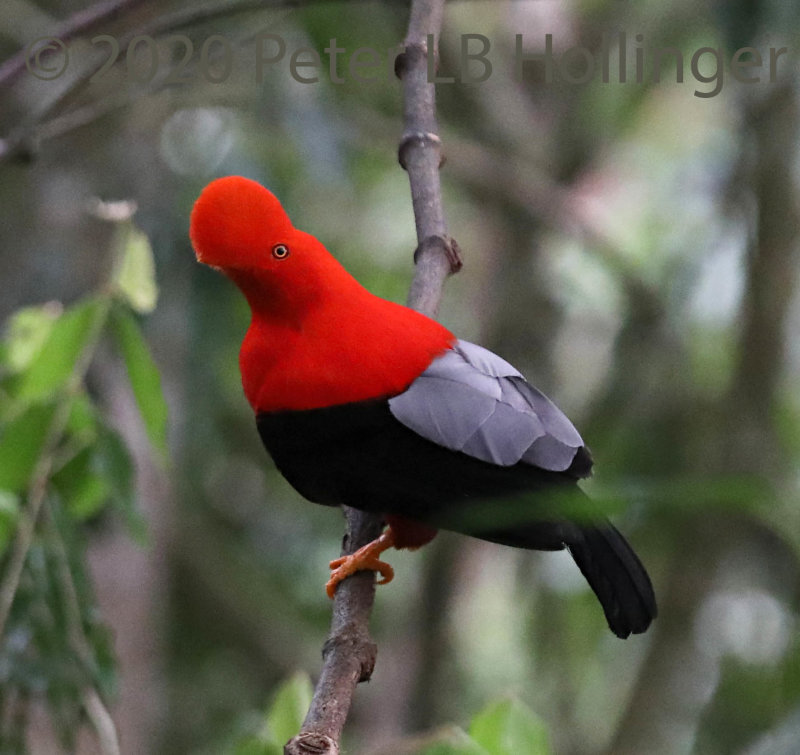 Cock-of-the-Rock (Rupicola peruvianus)