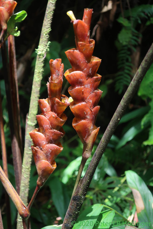 heliconia