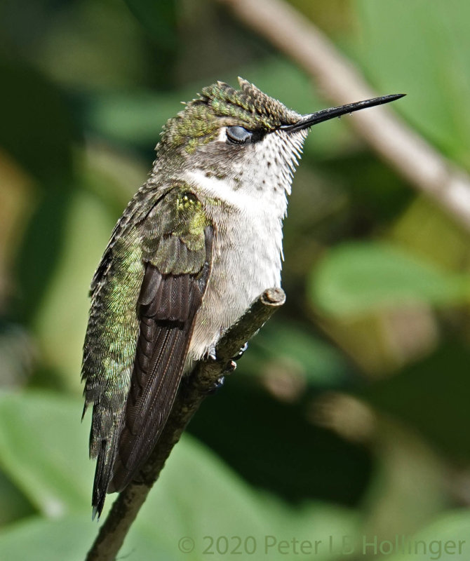 Hummingbird Blinking