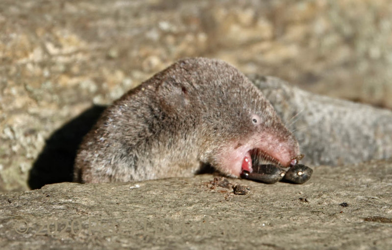 Northern Short-tailed Shrew (Blarina brevicauda)