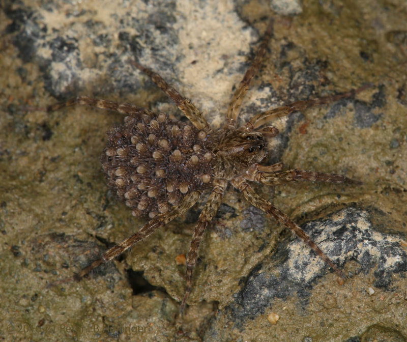 Wolf spider mama with babies