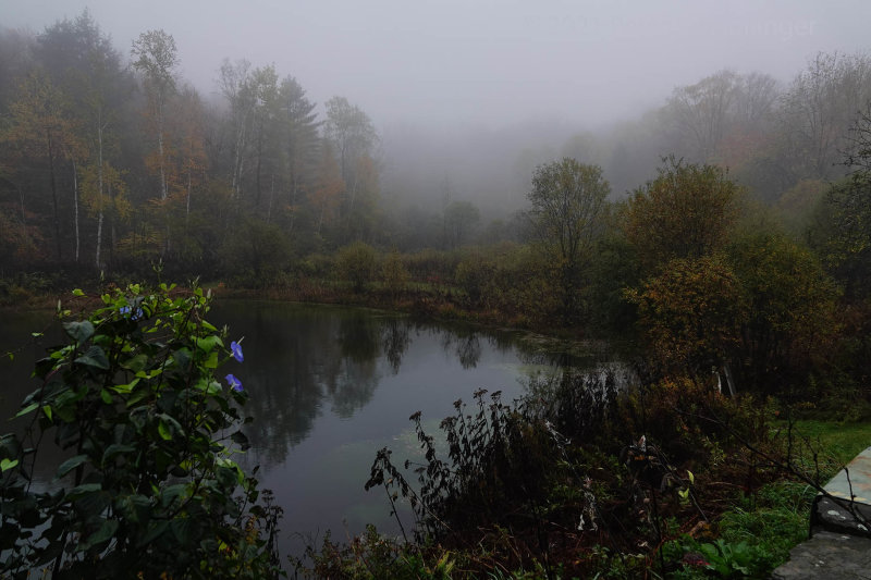 Misty Morning