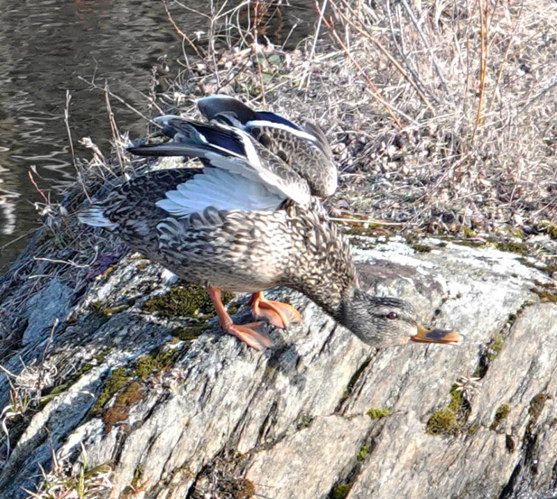 Female Mallard