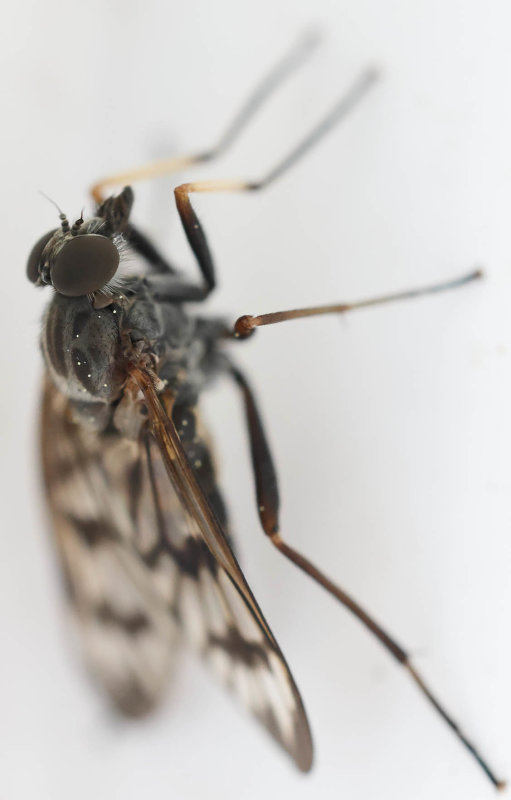 Common Snipe Fly (Rhagio mystaceus)