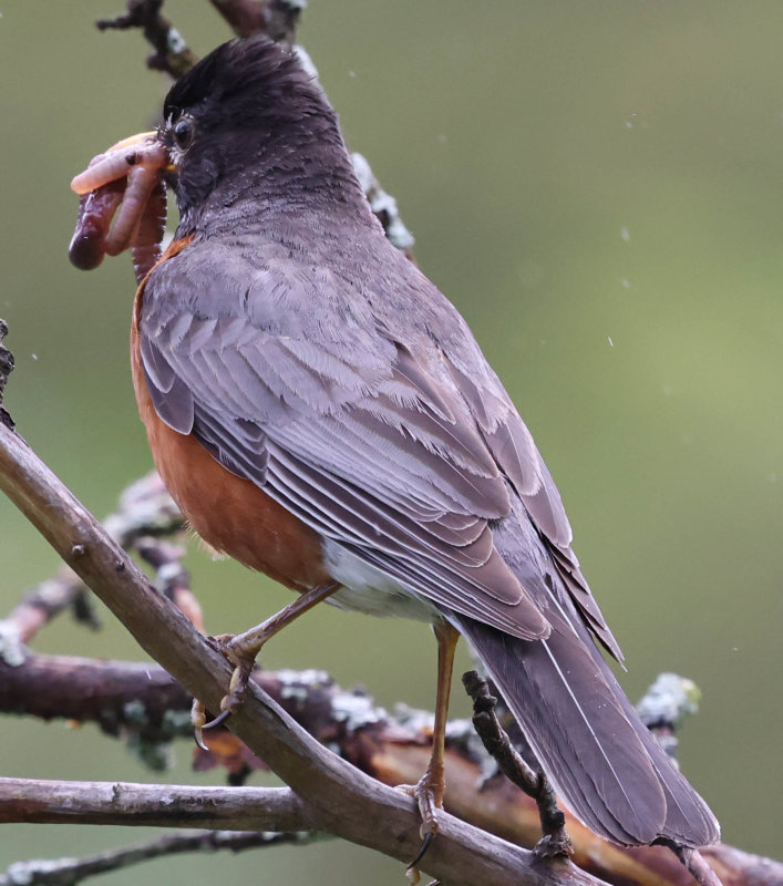 American Robin (Turdus migratorius)