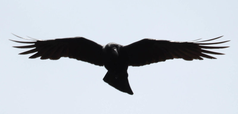 Common Raven (Corvus corax)