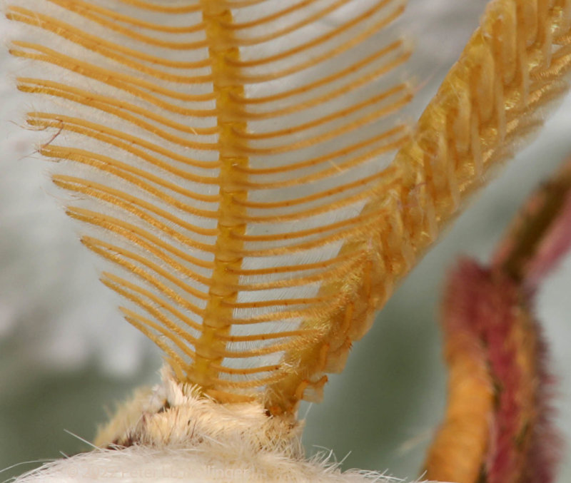 Luna Moth (Actias luna)