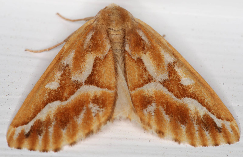 Northern Pine Looper Moth (Caripeta piniata)