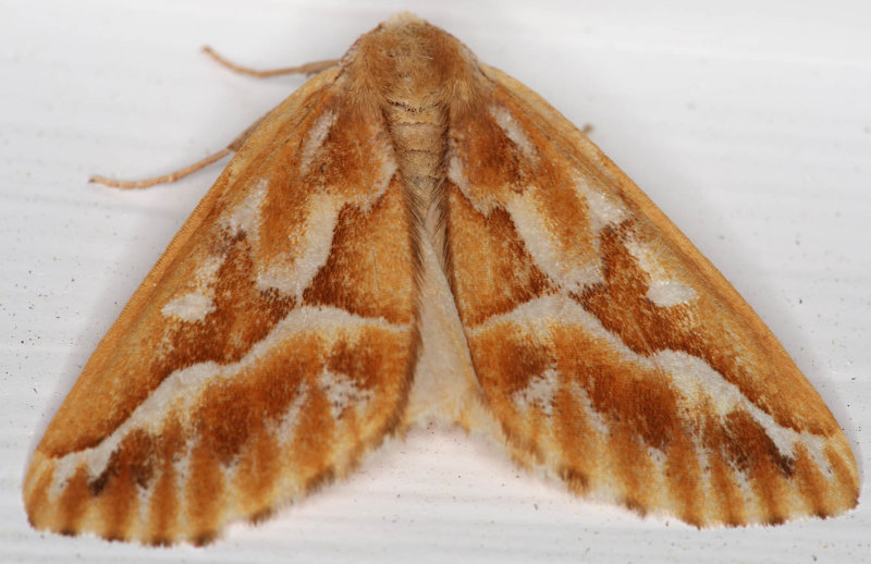 Northern Pine Looper Moth (Caripeta piniata)