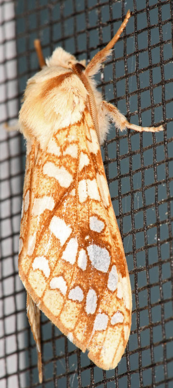 Hickory Tussock Moth (Lophocampa caryae)