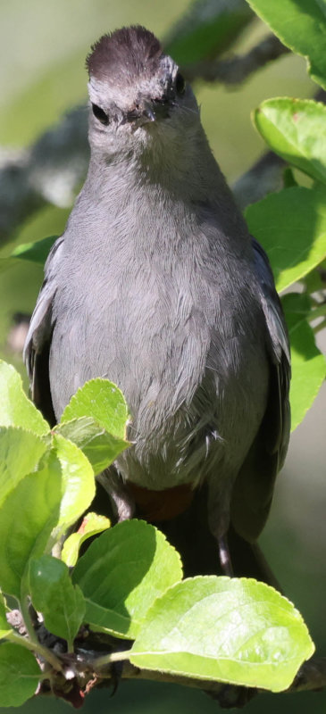 Catbird