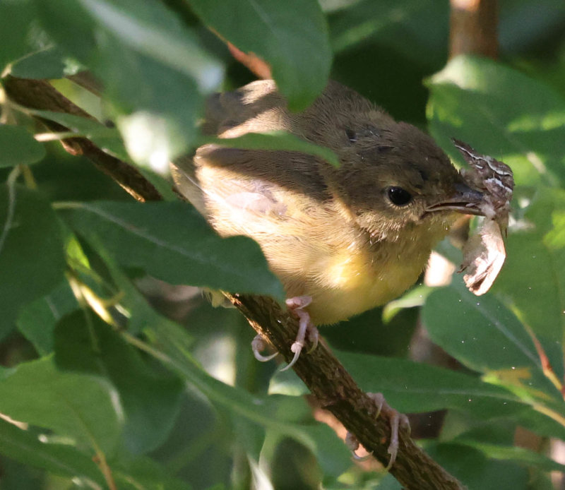 Common Yellowthroat (Geothlypis trichas)