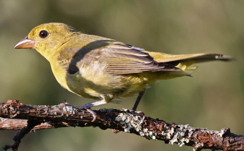 Scarlet Tanager (Piranga olivacea)