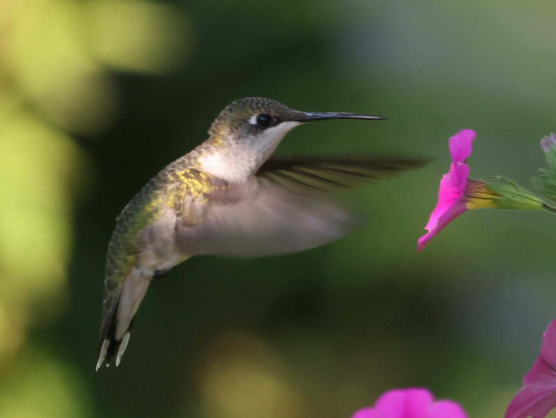 Ruby-throated Hummingbird (Archilochus colubris)