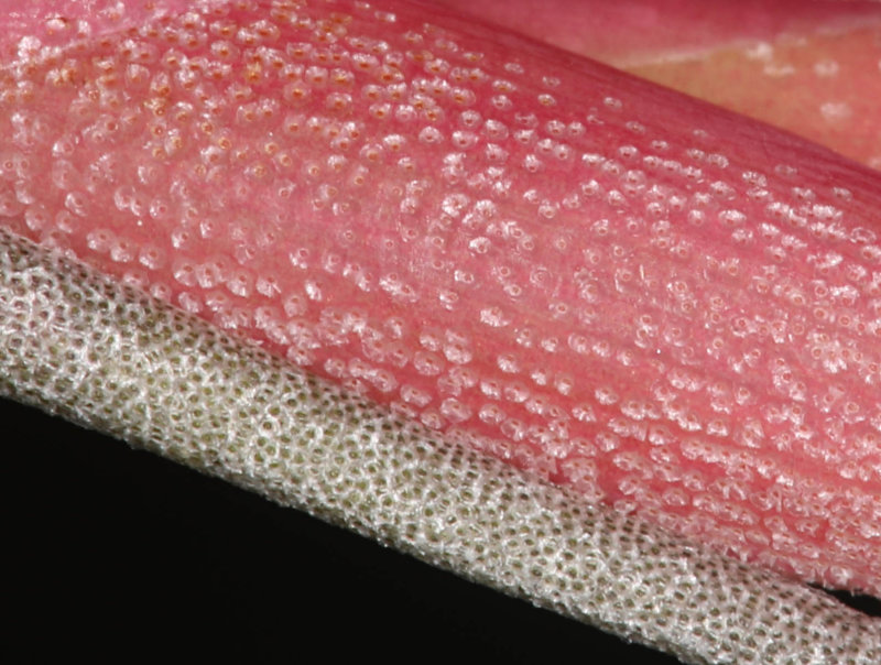 Tillandsia bergeri trichomes