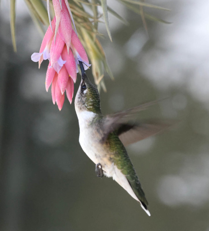 Hummingbird visiting Tillandsia bergeri