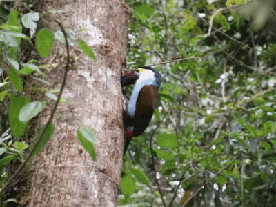 Black-billed Mountain-Toucan (<i>Andigena nigrirostris</i>)