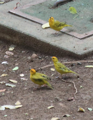 Saffron Finch (Sicalis flaveola)