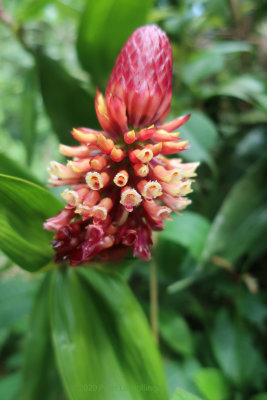 Elleanthus orchid
