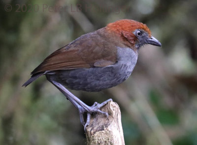 Chestnut-naped Antpitta (<i>Grallaria nuchalis</i>)