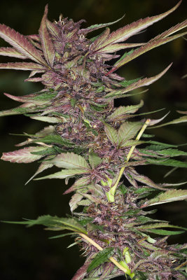Buds