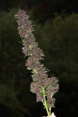 Early Harvest