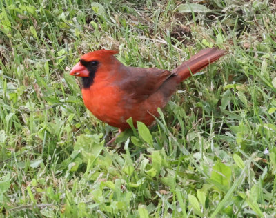 Northern Cardinal (<i>Cardinalis cardinalis</i>)