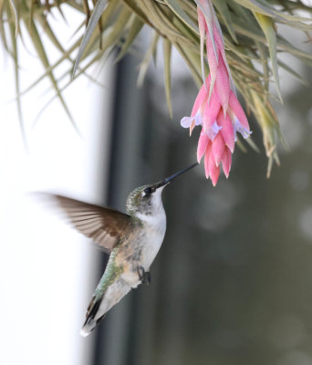 Hummingbird visiting <i>Tillandsia bergeri</i>