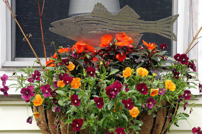 Pansy planter with fish.