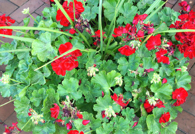 Geranium planter.