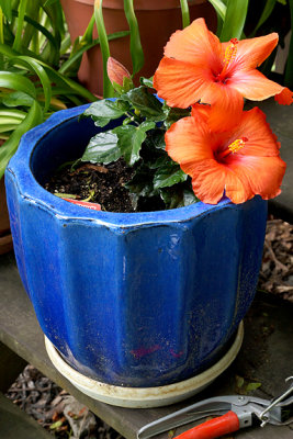 Blue planter with hibiscus.