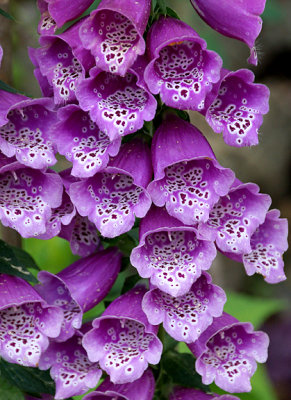 Foxglove.