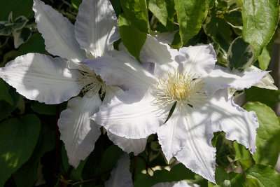 White clematis.