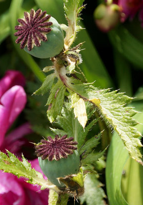 Poppy seed pods.