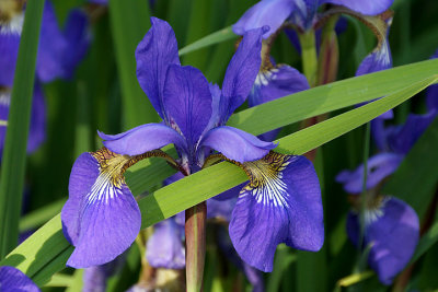 Blue iris.