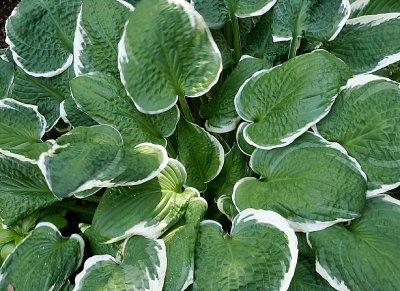 White edge hosta.