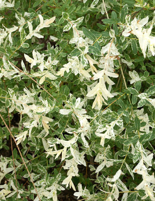 Dappled willow shrub.