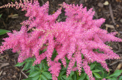 Pink astilbe.