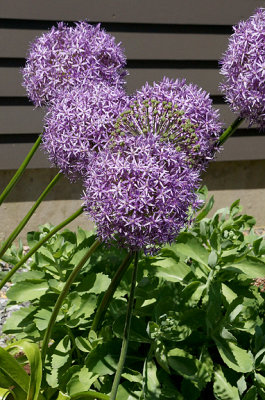 Allium heads.