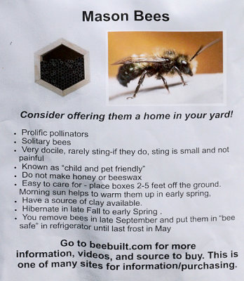 Mason bee information.