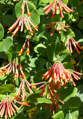 Orange honeysuckle.