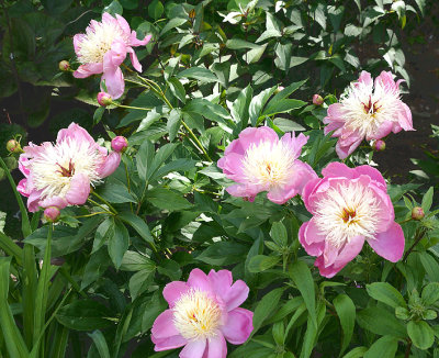 Double peony cluster.